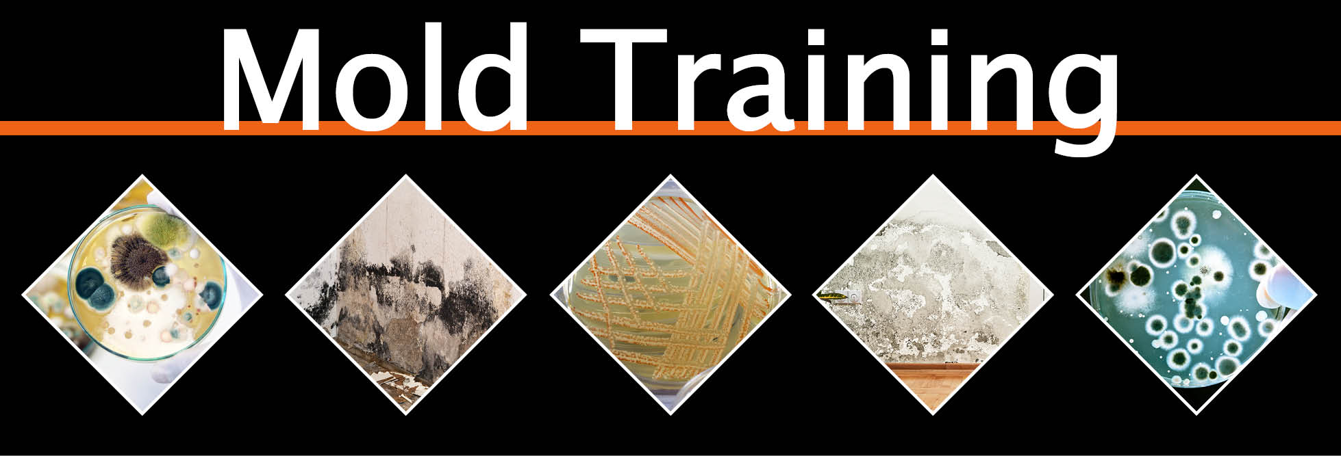Mold Training