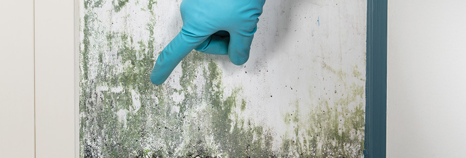 mold testing