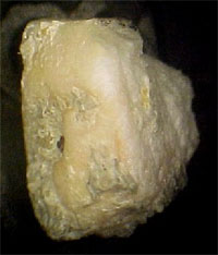 Bovine Bone Fragment